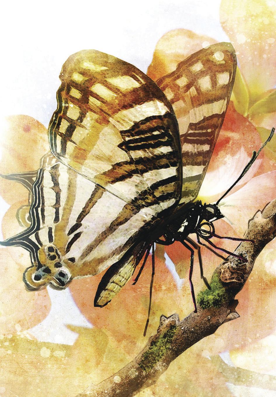 Butterfly Transformations Affirmation Cards - Image 3