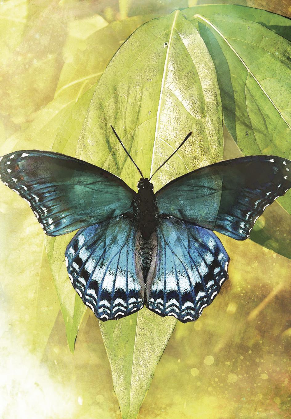 Butterfly Transformations Affirmation Cards - Image 5